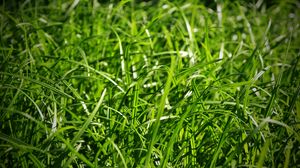 Превью обои трава, макро, зелень