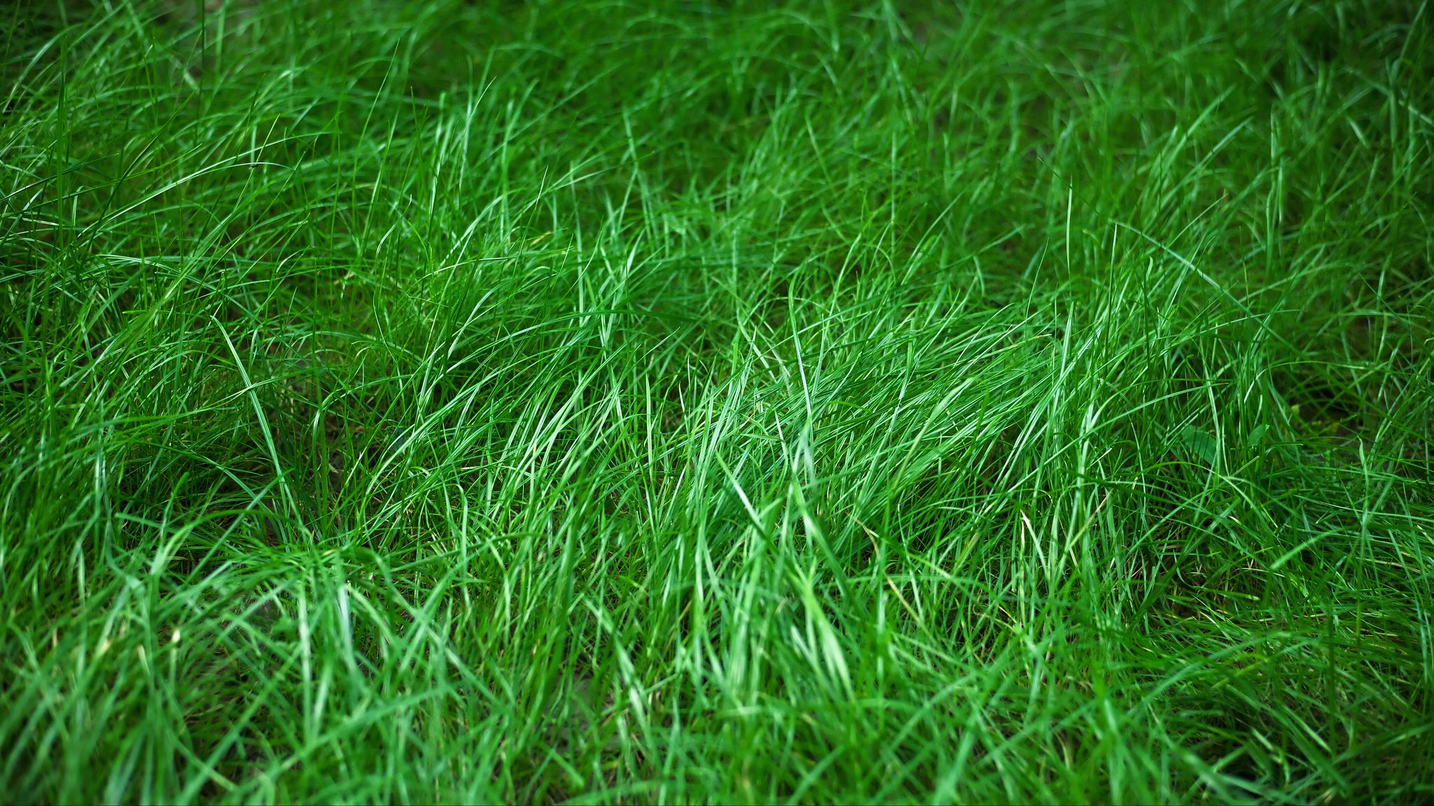 На фотографии черная коробка на зеленой траве слой расположенный ниже залит синим цветом