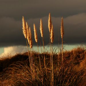 Превью обои трава, метелки, сухой, стебли, растение