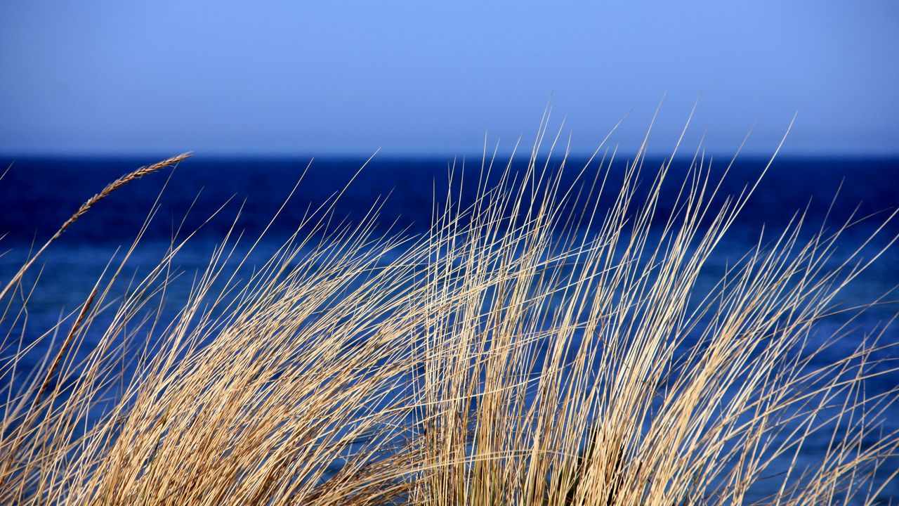 Обои трава, море, ветер, небо