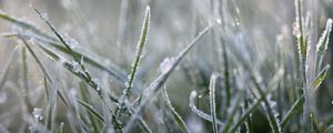 Превью обои трава, мороз, макро, размытие, зима