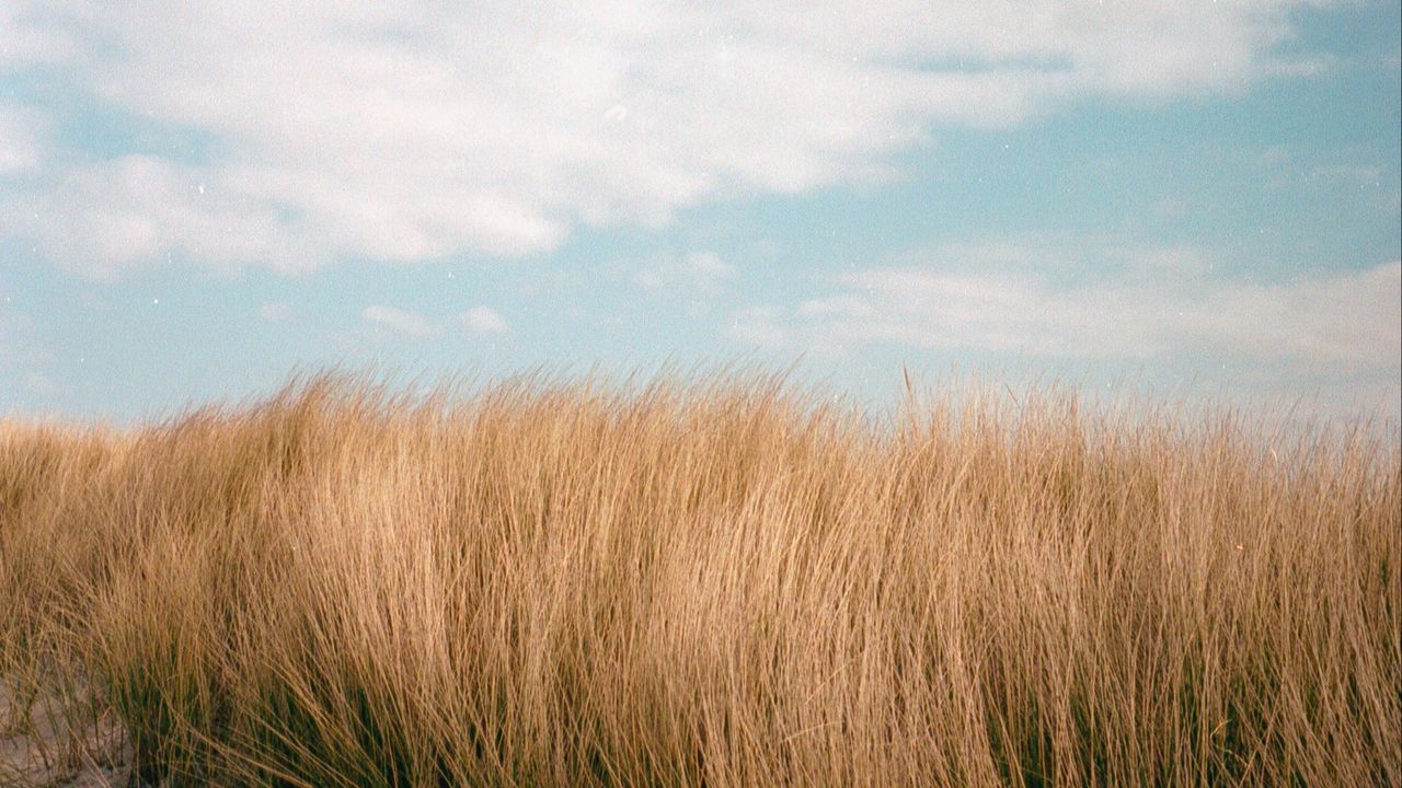 Обои трава, небо, облака, лето, природа