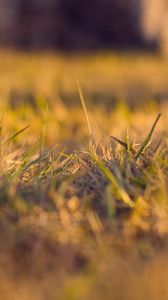 Превью обои трава, осень, сухой, мелкий, поляна