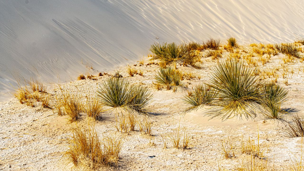 Обои трава, пески, пустыня, дюны, небо