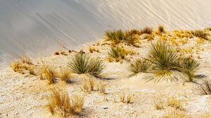 Превью обои трава, пески, пустыня, дюны, небо