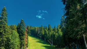 Превью обои трава, поле, деревья, небо