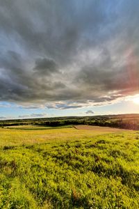 Превью обои трава, поле, деревья, кусты, лучи, небо