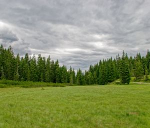 Превью обои трава, поле, деревья, природа, зеленый