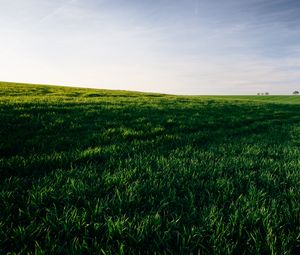 Превью обои трава, поле, горизонт, небо, зеленый