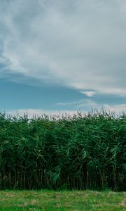 Превью обои трава, поле, лето, небо, зеленый