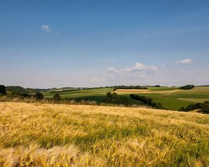 Превью обои трава, поле, просторы, лето, колосья