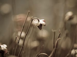 Превью обои трава, поле, сухой, цветок