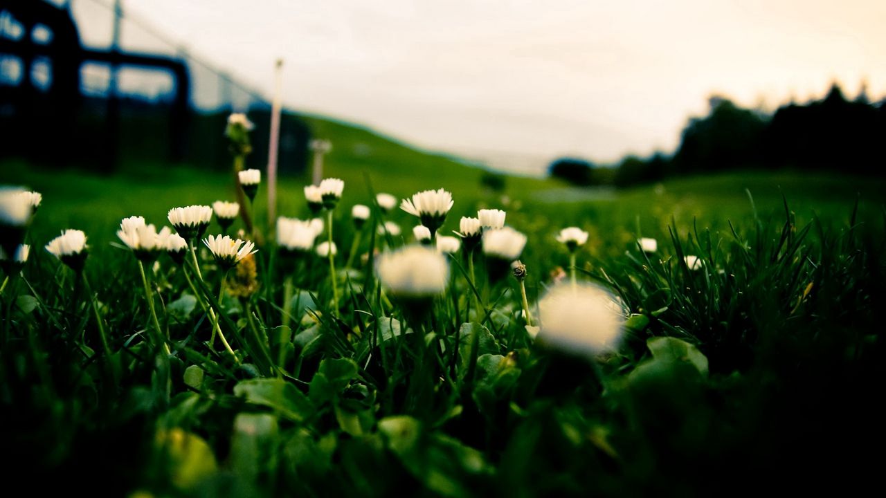 Обои трава, поле, цветы, размытость, фон, макросъемка