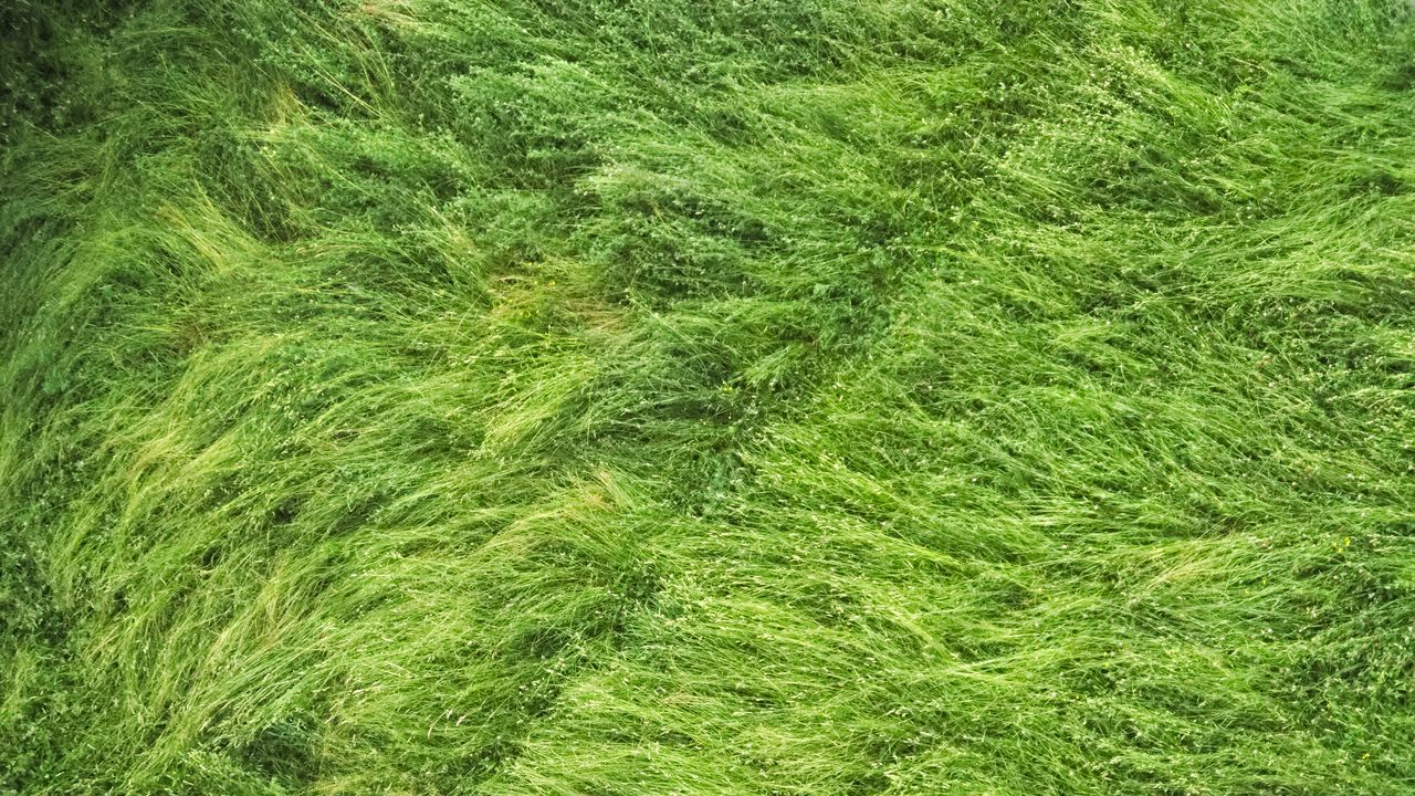 Обои трава, поле, вид сверху, зеленый