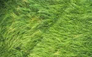 Превью обои трава, поле, вид сверху, зеленый