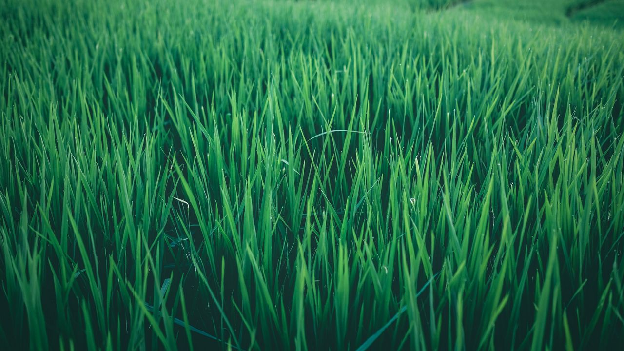 Обои трава, поле, зеленый