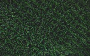 Превью обои трава, поверхность, фон, зеленый