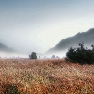 Превью обои трава, пожухлая, осень, ели, туман, густой, мгла, жутко, мрачные, горы