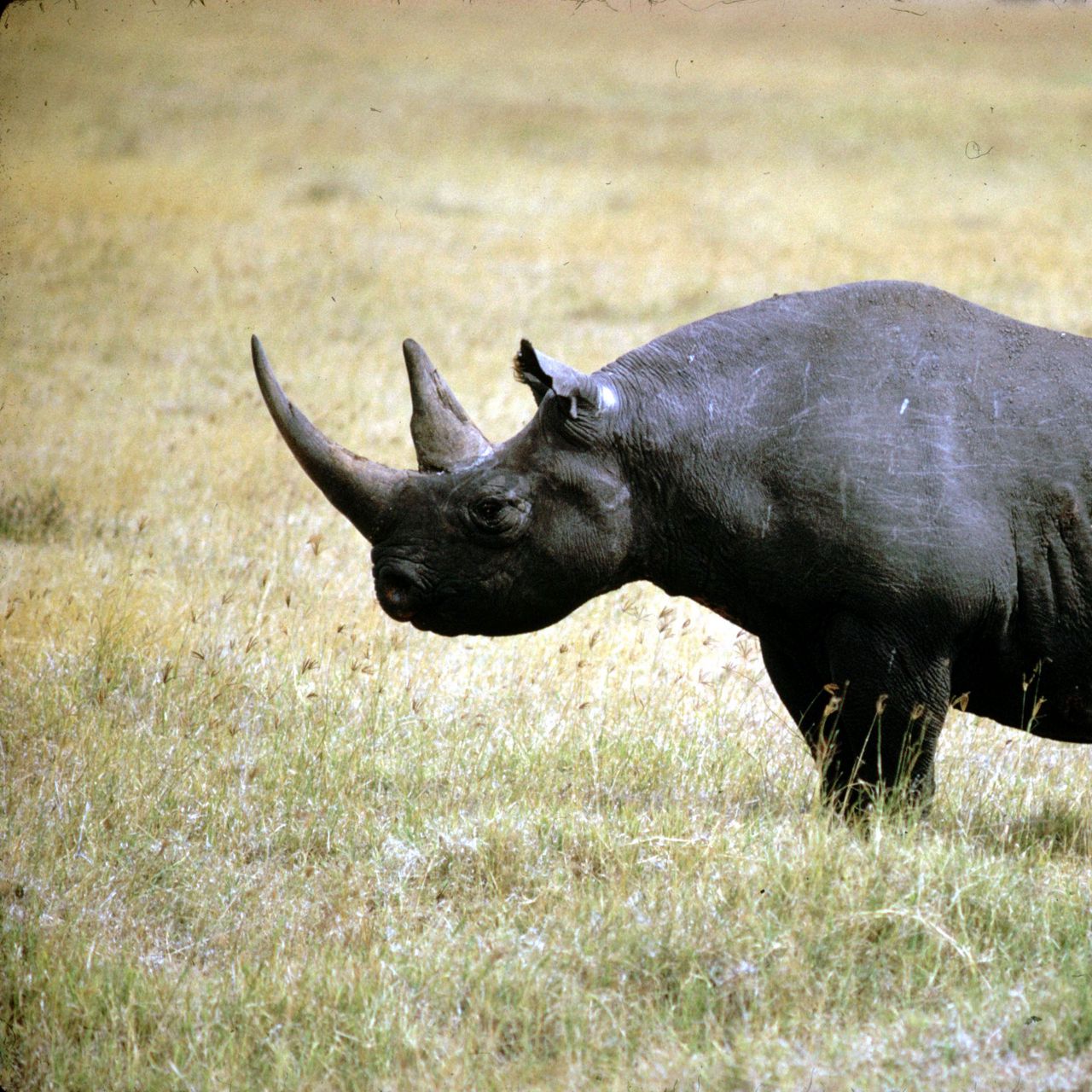 Носорог природная зона. Черный носорог. Носорог фото. Diceros bicornis longipes вымершие Носороговые. Черный носорог фото.