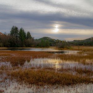 Превью обои трава, пруд, вода, деревья, природа