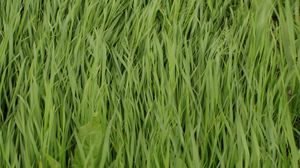 Превью обои трава, растение, зелень, макро, зеленый