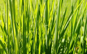 Превью обои трава, растение, зеленый, поле, природа