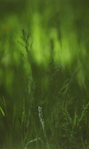 Превью обои трава, растения, блюр, зеленый
