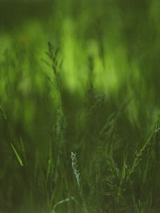 Превью обои трава, растения, блюр, зеленый