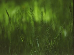 Превью обои трава, растения, блюр, зеленый