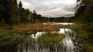 Превью обои трава, река, небо, красиво