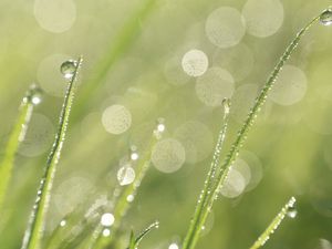 Превью обои трава, роса, капли, дождь, макро, размытие