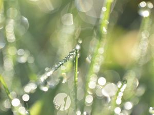 Превью обои трава, роса, капли, дождь, боке, свет, макро