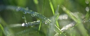 Превью обои трава, роса, капли, вода, макро, блюр