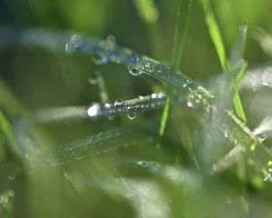 Превью обои трава, роса, капли, вода, макро, блюр