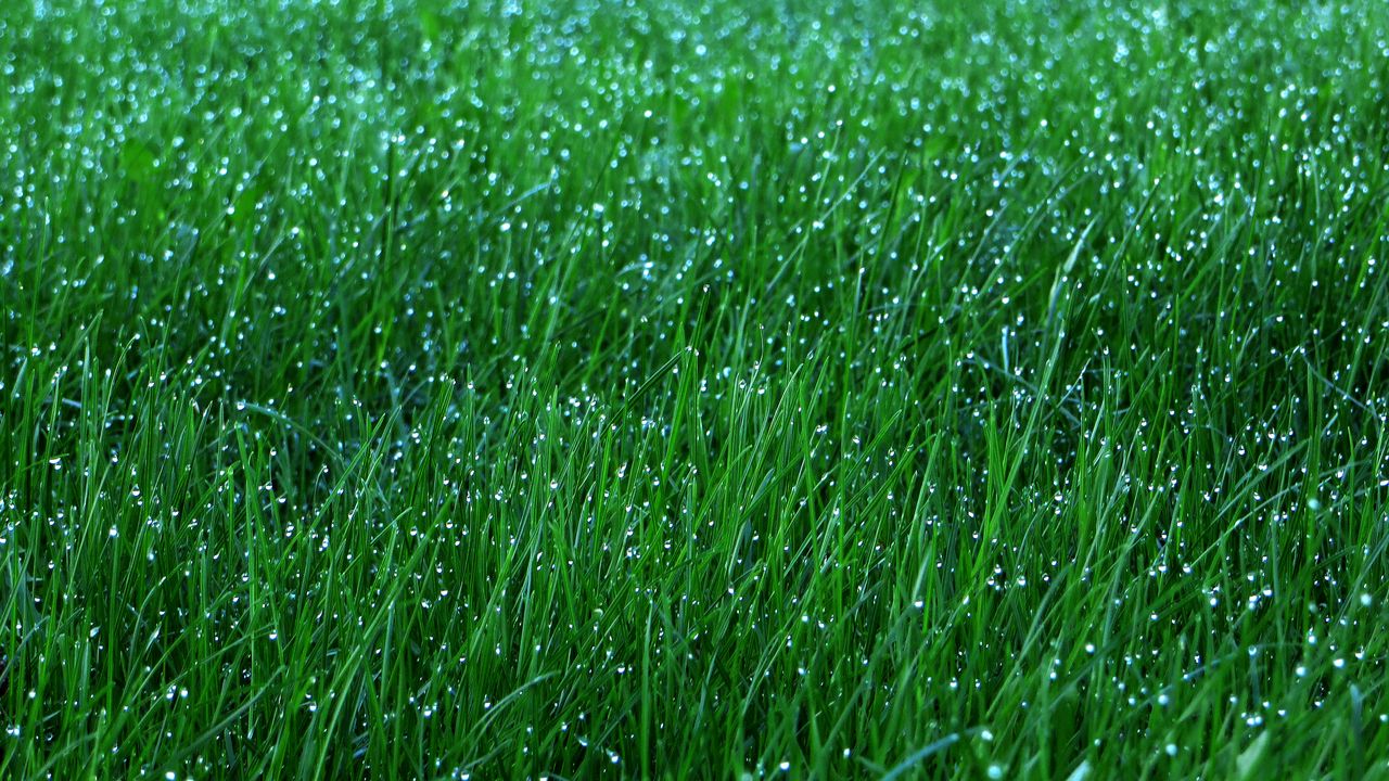 Обои трава, роса, капли, зеленый, макро