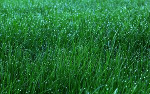 Превью обои трава, роса, капли, зеленый, макро