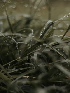 Превью обои трава, роса, капли, макро
