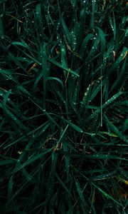 Превью обои трава, роса, капли, мокрый, зеленый, макро