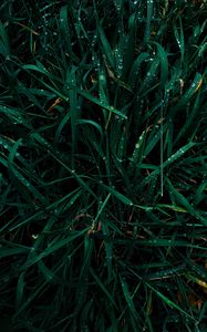Превью обои трава, роса, капли, мокрый, зеленый, макро