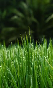 Превью обои трава, роса, мокрый, капли, зеленый