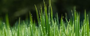 Превью обои трава, роса, мокрый, капли, зеленый