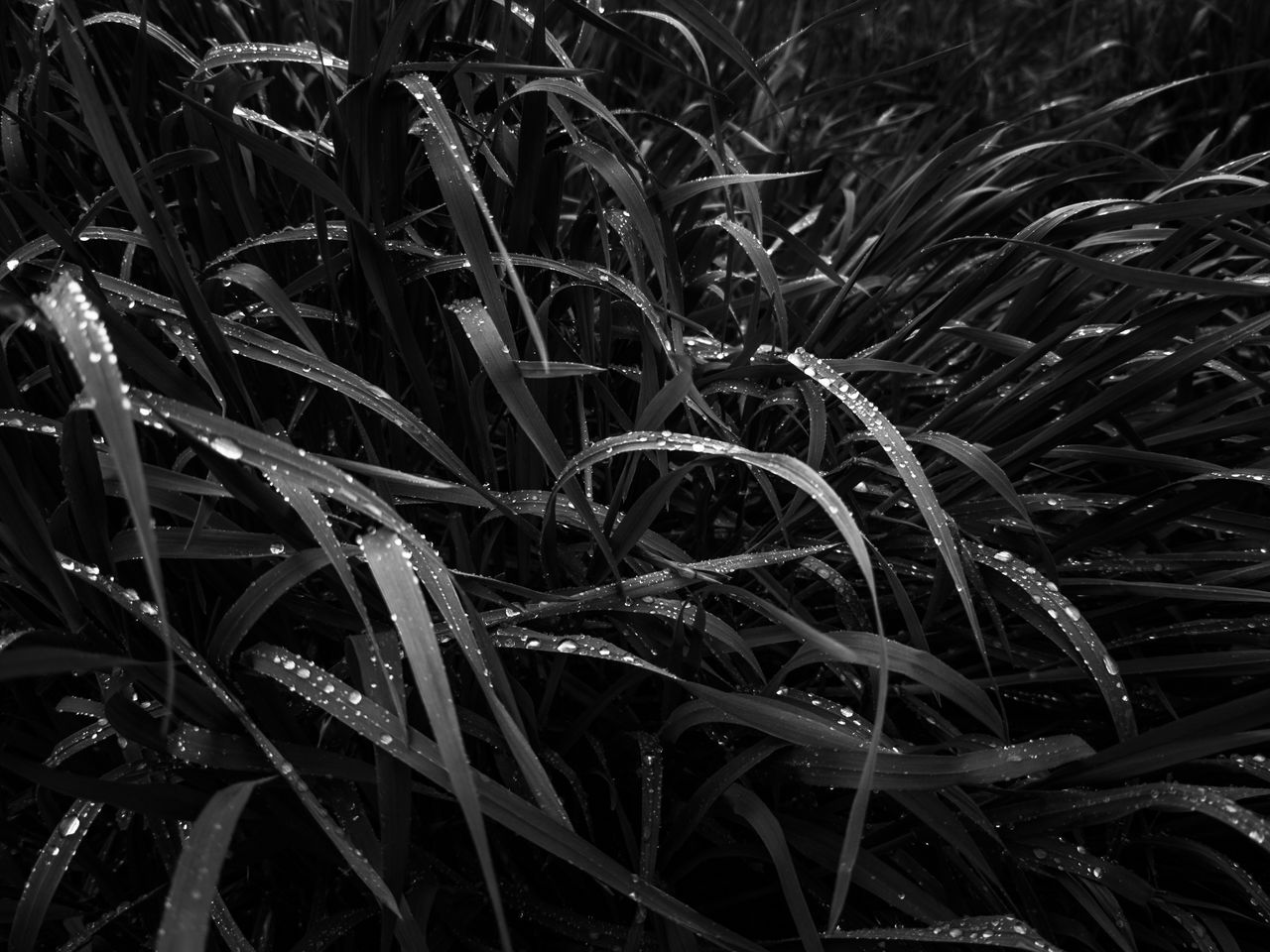 Роса на траве черно белая