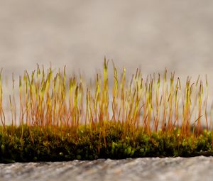 Превью обои трава, ростки, мох, макро