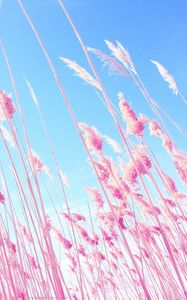 Превью обои трава, розовый, небо