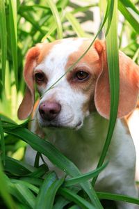 Превью обои трава, собака, щенок, наблюдение