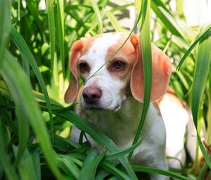 Превью обои трава, собака, щенок, наблюдение