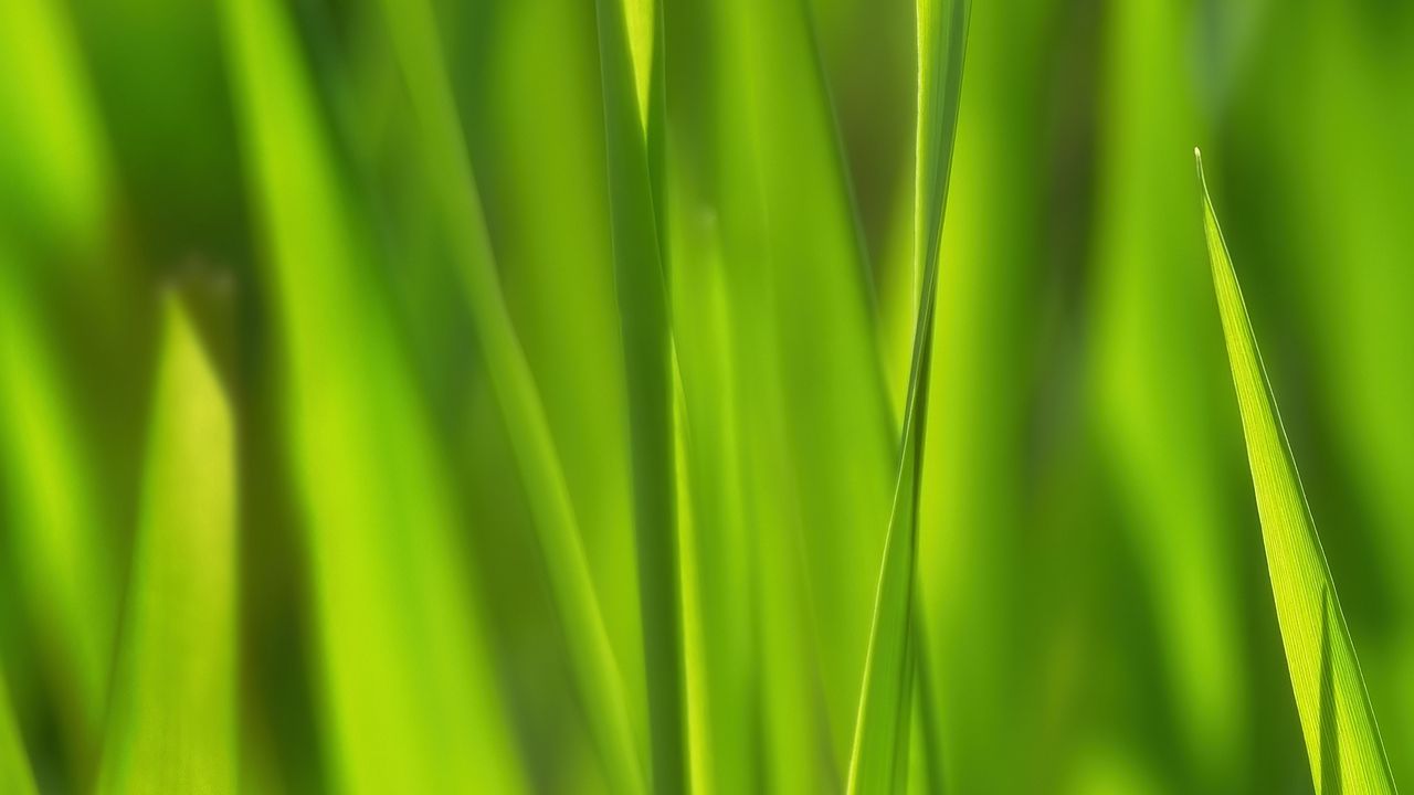 Обои трава, солнечный свет, макро, зеленый