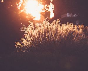 Превью обои трава, солнечный свет, закат, размытие
