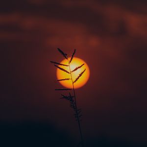 Превью обои трава, солнце, силуэт, закат, темный