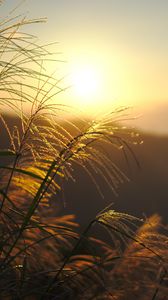 Превью обои трава, солнце, закат, свет, растения